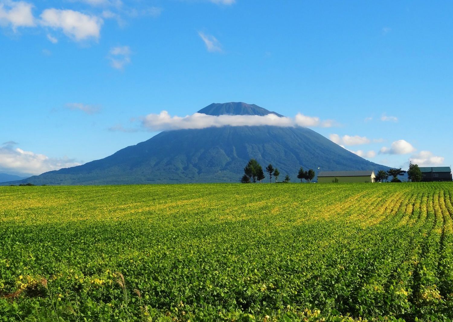 Mt Yotei · green fields and mountain views